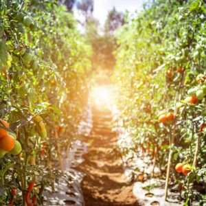 Organic Food’s Environmental Benefits