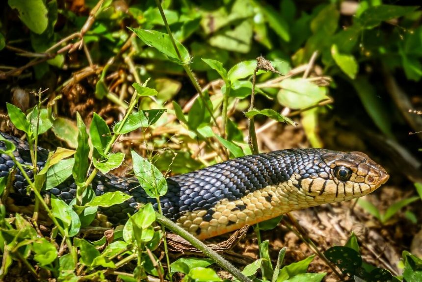 Snakes You Can See on Farms and What You Should About Them