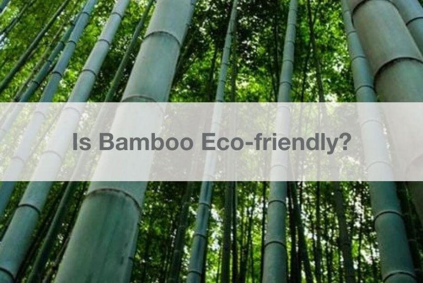 Is Bamboo Eco-friendly?